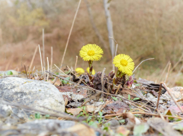 Två gula tussilago växer på marken i en naturlig miljö med suddig bakgrund