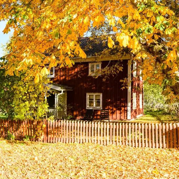 Rött trähus i höstmiljö med gula löv och staket, Sverige