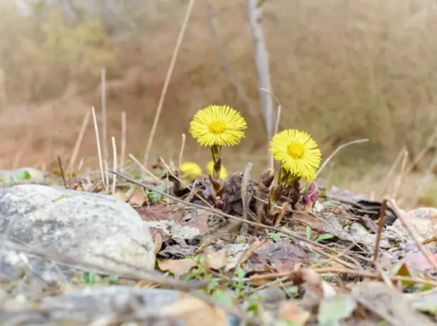 Gula tussilagoblommor (hästhov) som blommar på marken i en vårmiljö